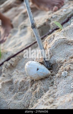 Explorer un habitat côtier avec des crabes et un crabe ermite sur le sable Banque D'Images