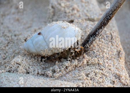 Explorer un habitat côtier avec des crabes et un crabe ermite sur le sable Banque D'Images