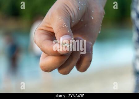 Explorer un habitat côtier avec des crabes et un crabe ermite sur le sable Banque D'Images