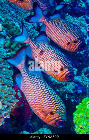 Soldierfish de bronze, Myripristis adusta, Atoll du Nord, Maldives, Océan Indien, Asie Banque D'Images