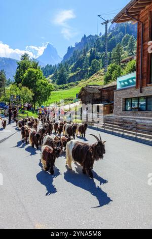 Suisse, canton du Valais, Zermatt, le village, en été pendant sept semaines, un troupeau d'environ 70 chèvres à cou noir traverse la Bahnhofstrasse à Zermatt matin et soir. C'est ce qu'on appelle la marche de la chèvre. Banque D'Images