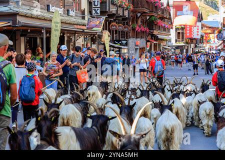 Suisse, canton du Valais, Zermatt, le village, en été pendant sept semaines, un troupeau d'environ 70 chèvres à cou noir traverse la Bahnhofstrasse à Zermatt matin et soir. C'est ce qu'on appelle la marche de la chèvre. Banque D'Images