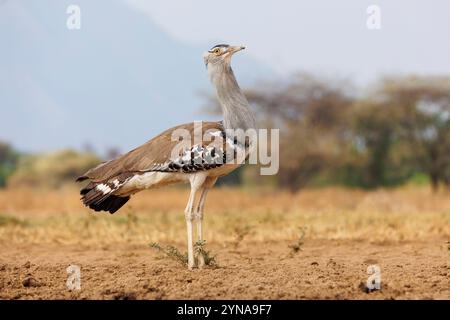 Kenya, Communauté de Shompole, nature sauvage de Shompole, paysage de savane arbuste, outarde Kori (Ardeotis kori), marche dans la savane Banque D'Images