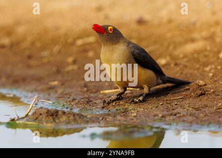 Kenya, communauté de Shompole, nature sauvage de Shompole, paysage de savane arbuste, pic à bec rouge (Buphagus erythrorynchus) buvant dans un point d'eau Banque D'Images