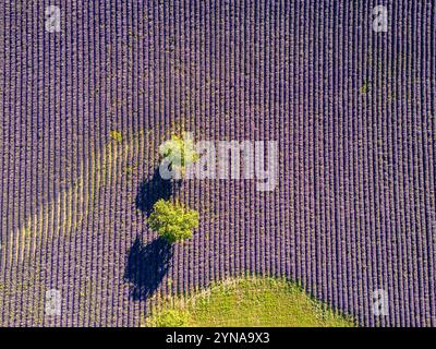 France, Drôme, Drôme Provençale, Saoû, noyers dans un champ de fleurs de lavande au bord de la route D538 entre Saoû et Bourdeaux (vue aérienne) Banque D'Images