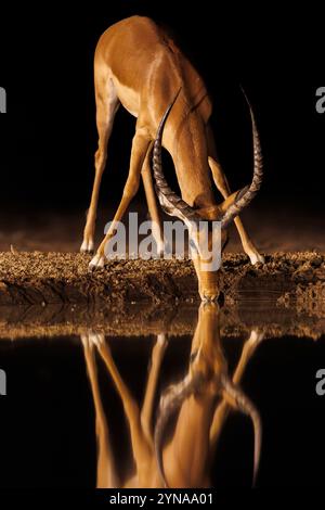 Kenya, Communauté de Shompole, Shompole sauvage, savane arbuste sèche, Impala (Aepyceros melampus) , mâle adulte, près d'un étang, la nuit Banque D'Images