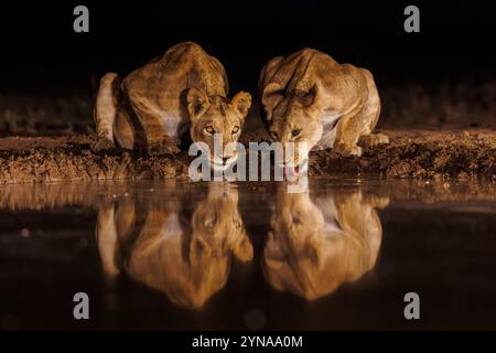 Kenya, Shompole Community, Shompole Wilderness, Lionne (Panthera leo), boire dans un étang Banque D'Images