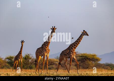 Kenya, communauté de Shompole, nature sauvage de Shompole, paysage de savane arbuste avec girafe Masaï buvant dans un point d'eau Banque D'Images