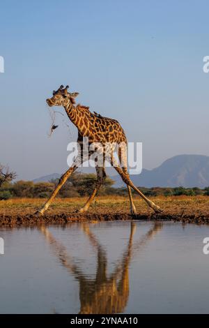 Kenya, communauté de Shompole, nature sauvage de Shompole, paysage de savane arbuste avec girafe Masaï buvant dans un point d'eau Banque D'Images