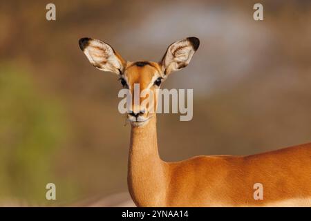 Kenya, Shompole Community, Shompole Wilderness, savane arbuste sèche, Impala (Aepyceros melampus), jeune femelle, Banque D'Images