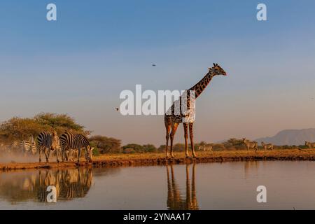 Kenya, communauté de Shompole, nature sauvage de Shompole, paysage de savane arbuste avec girafe Masaï buvant dans un point d'eau Banque D'Images