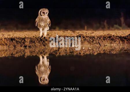Kenya, Communauté de Shompole, Shompole Wilderness, aigle-hibou de Verreaux (Ketupa lactea), près d'un étang Banque D'Images