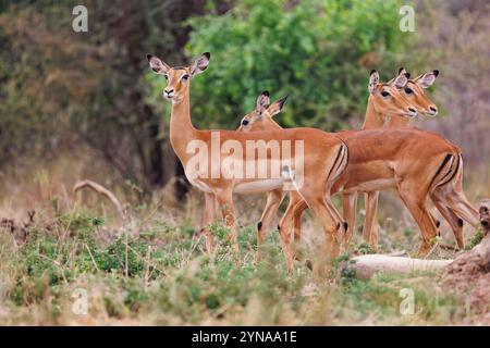 Kenya, Shompole Community, Shompole Wilderness, savane, Impala (Aepyceros melampus), groupe dans la savane Banque D'Images