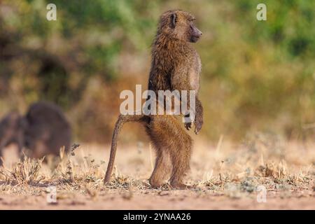 Kenya, Shompole Community, Shompole Wilderness, babouin Olive (Papio anubis), dans la savane / Banque D'Images