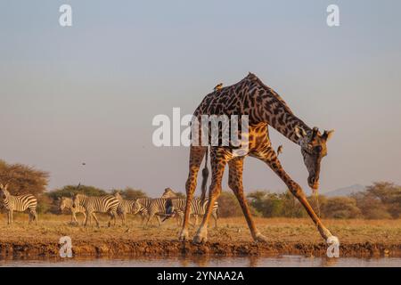 Kenya, communauté de Shompole, nature sauvage de Shompole, paysage de savane arbuste avec girafe Masaï buvant dans un point d'eau Banque D'Images