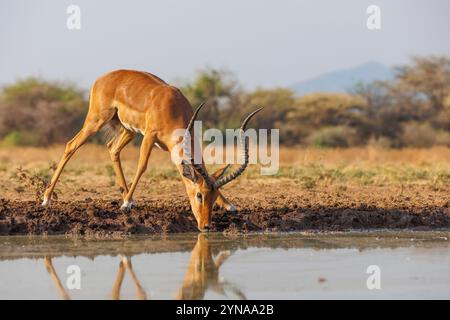 Kenya, Communauté de Shompole, Shompole sauvage, savane arbuste sèche, Impala (Aepyceros melampus) , mâle adulte, buvant dans un étang Banque D'Images