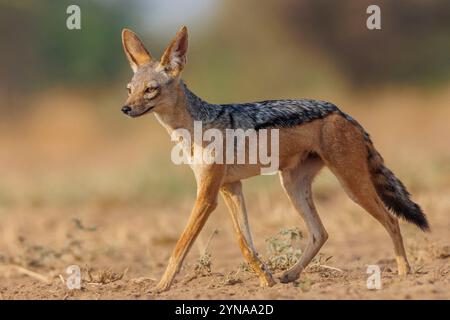 Kenya, Communauté de Shompole, Shompole Wilderness, savane arbuste sec, chacal soutenu par Sblack (Lupulella mesomelas), adulte dans la savane Banque D'Images