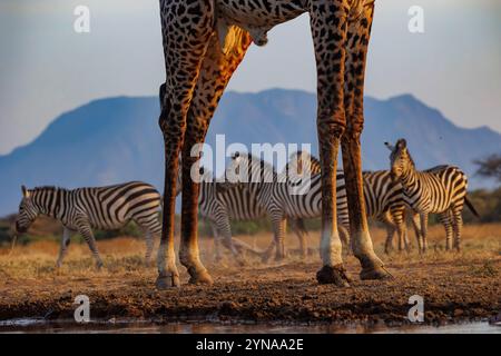 Kenya, communauté de Shompole, nature sauvage de Shompole, paysage de savane arbuste avec girafe Masaï buvant dans un point d'eau Banque D'Images