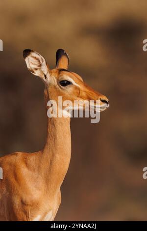 Kenya, Shompole Community, Shompole Wilderness, savane arbuste sèche, Impala (Aepyceros melampus), jeune femelle, Banque D'Images