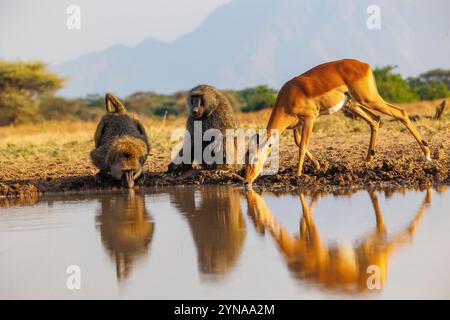 Kenya, Communauté de Shompole, région sauvage de Shompole, babouin olivré (Papio anubis), buvant dans un trou d'eau, avec un Impala Banque D'Images