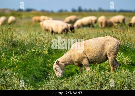 France, somme, Baie de somme, Saint-Valery-sur-somme, Cap Hornu, SLES moutons de pré-salé dans les mollières Banque D'Images