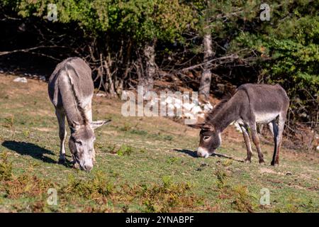 Deux ânes mignons sont grisés dans un pré par un beau temps. Banque D'Images