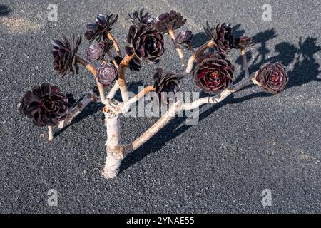 Espagne, îles Canaries, île de Lanzarote, Casa-Monumento del Campesino (Maison-Musée du paysan) conçu par César Manrique, jardin, cactus Banque D'Images