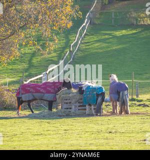 Kidderminster, Royaume-Uni. 25 novembre 2024. Météo britannique : une journée de soleil brillant glorieux. Les services normaux pour beaucoup sont repris après la tempête Bert dans les Midlands, après un week-end turbulent et orageux. Crédit : Lee Hudson/Alamy Live News Banque D'Images