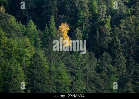 Une forêt luxuriante et verdoyante au Bhoutan. La canopée dense de grands conifères crée une belle scène naturelle. Banque D'Images