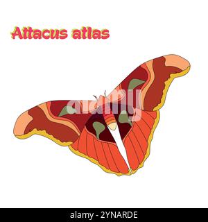 Illustration vectorielle de l'atlas de papillon attacus Illustration de Vecteur