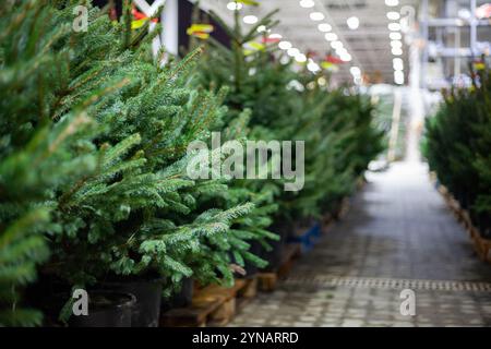 Arbres de Noël en pots au marché des arbres de Noël Banque D'Images