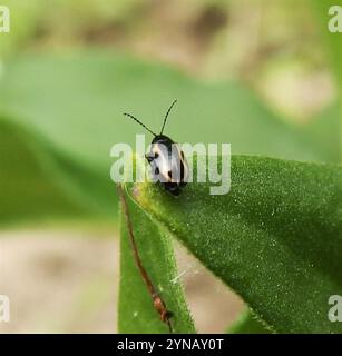 Coléoptère aux puces à rayures (Phyllotreta striolata) Banque D'Images