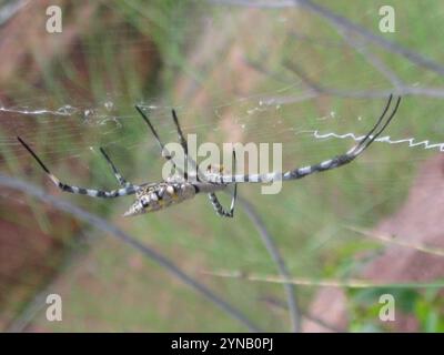 Araignée Orbweb de jardin commune (Argiope australis) Banque D'Images