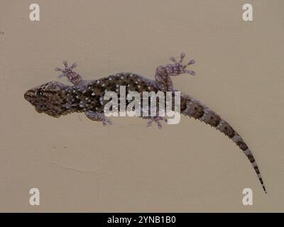 Gecko à bout épais de Turner (Chondrodactylus turneri) Banque D'Images