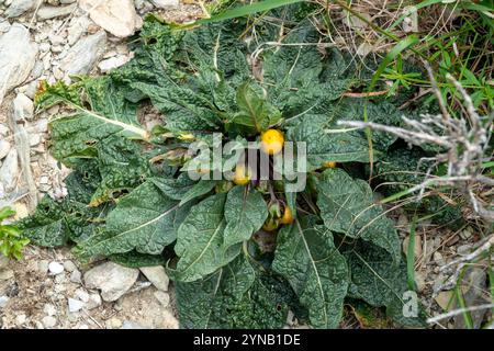 Fruits et feuilles de la plante Mandrake (Mandragora officinarum). La racine de cette plante contient deux composés alcaloïdes stéroïdes, scopolamine et hyoscy Banque D'Images