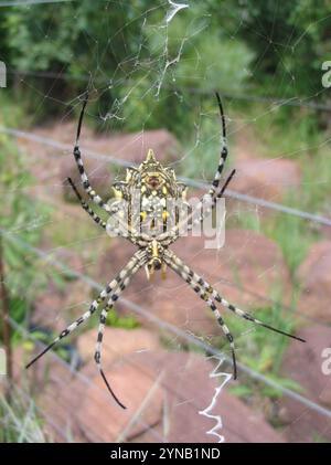 Araignée Orbweb de jardin commune (Argiope australis) Banque D'Images