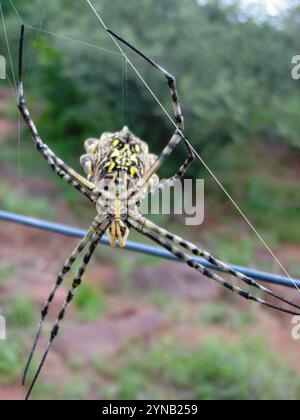 Araignée Orbweb de jardin commune (Argiope australis) Banque D'Images