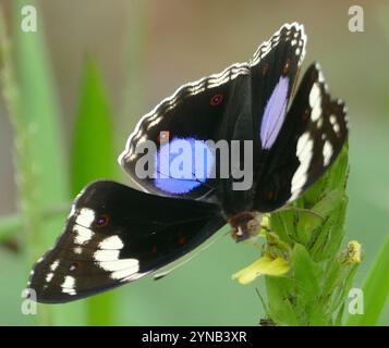 Pensée bleu foncé (Junonia oenone) Banque D'Images