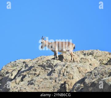 Ibex espagnol occidental (Capra pyrenaica victoriae) Banque D'Images