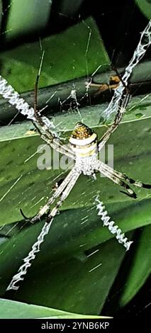 Araignée de la Croix de Saint-André du Nord (Argiope aetherea) Banque D'Images