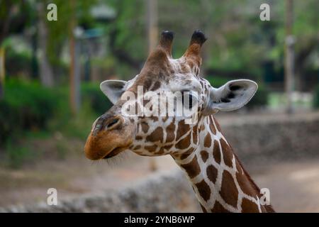 Portrait d'une girafe réticulée (Giraffa reticulata) Banque D'Images
