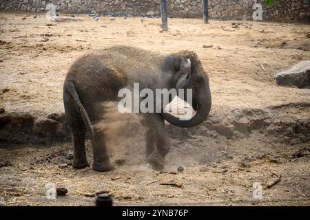 Éléphant d'Asie juvénile (Elephas maximus 4 ans), également connu sous le nom d'éléphant d'Asie, baignant de poussière en jetant du sable et de la poussière sur lui-même Photogr Banque D'Images