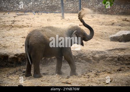 Éléphant d'Asie juvénile (Elephas maximus 4 ans), également connu sous le nom d'éléphant d'Asie, baignant de poussière en jetant du sable et de la poussière sur lui-même Photogr Banque D'Images