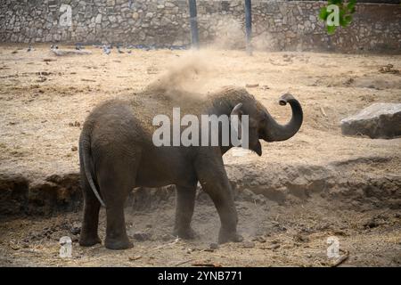 Éléphant d'Asie juvénile (Elephas maximus 4 ans), également connu sous le nom d'éléphant d'Asie, baignant de poussière en jetant du sable et de la poussière sur lui-même Photogr Banque D'Images