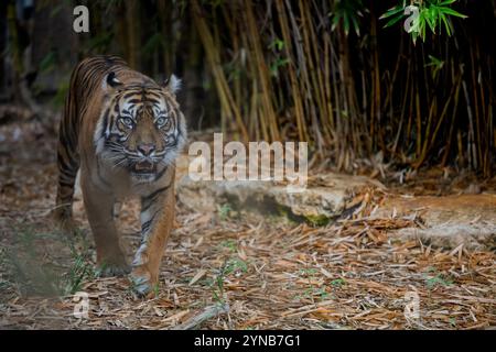 Le tigre de Sumatra Panthera tigris sondaica ببر photographié au 'Safari' Ramat Gan, Israël Banque D'Images