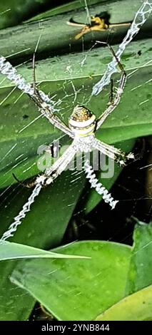 Araignée de la Croix de Saint-André du Nord (Argiope aetherea) Banque D'Images