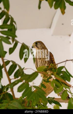 Hospitalisée, la crécerelle commune (Falco tinnunculus), عوسق avant de la relâcher dans la nature également connue sous le nom de crécerelle européenne, de crécerelle eurasienne ou de Vieux Worl Banque D'Images