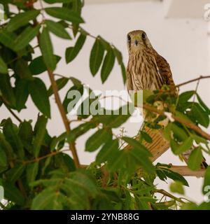 Hospitalisée, la crécerelle commune (Falco tinnunculus), عوسق avant de la relâcher dans la nature également connue sous le nom de crécerelle européenne, de crécerelle eurasienne ou de Vieux Worl Banque D'Images