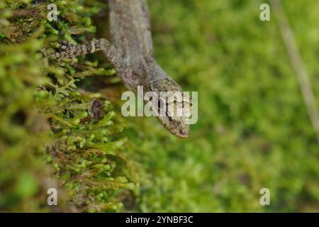 Anole à plusieurs échelles (Anolis polylepis) Banque D'Images