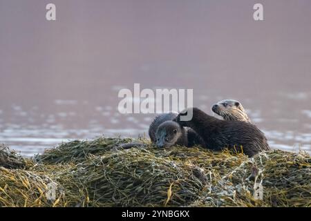 Famille de loutre européenne ou eurasienne (Lutra lutra), île de Mull, Écosse Banque D'Images